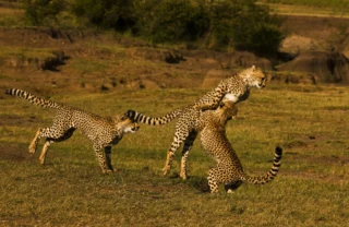 Three cheetahs play on the plains, Maasai Mara, Kenya - Yellow Zebra Safaris