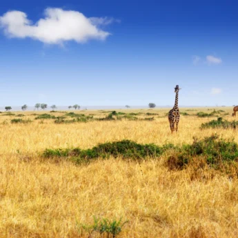 Giraffe in the Maasai Mara National Park, Kenya