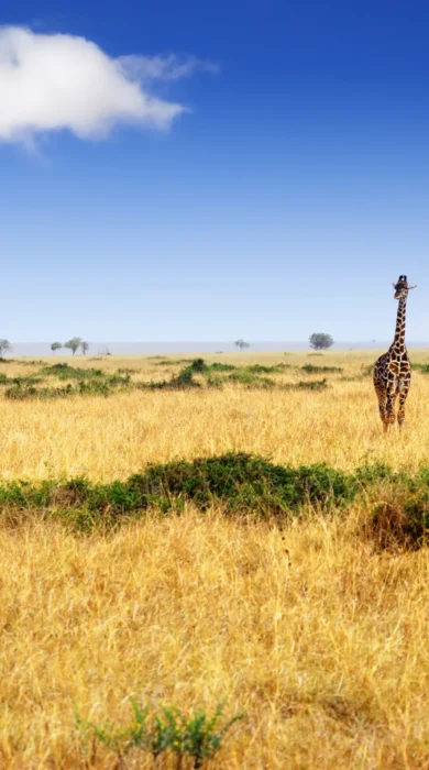 Giraffe in the Maasai Mara National Park, Kenya