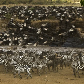The great migration, maasai mara, kenya