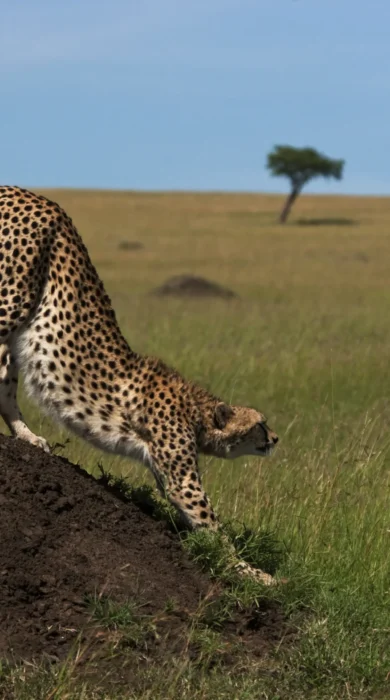 Cheetah stretching, greater mara conservancies safari vacations