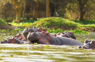 Hippo in the Mara river, Kenya safari holidays