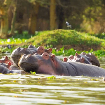 Hippo in the Mara river, Kenya safari holidays