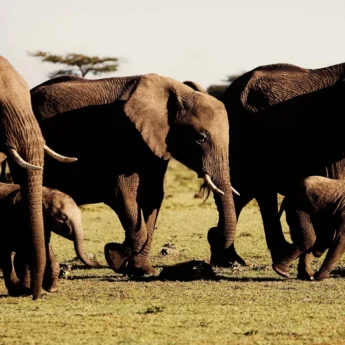 Elephant herd, Mara Naboisho Consrvancy, Kenya safaris