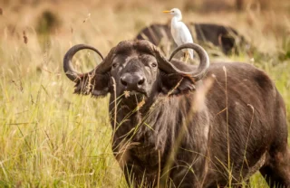 Wildlife in Samburu national reserve, Kenya safaris
