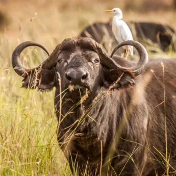 Wildlife in Samburu national reserve, Kenya safaris