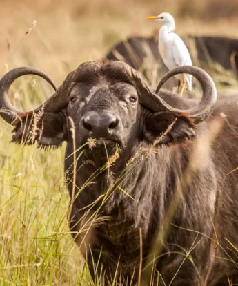 Wildlife in Samburu national reserve, Kenya safaris