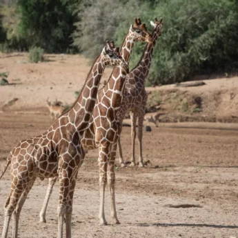 Giraffe in the Samburu national reserve, Kenya safaris
