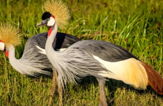 Crested cranes in Lewa borana, Kenya safaris