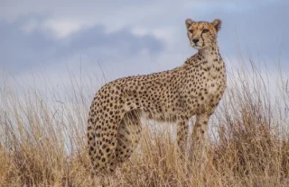 Cheetah safaris, Lewa borana landscape, Kenya vacations