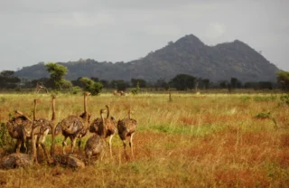 wildlife in meru national park, kenya safaris