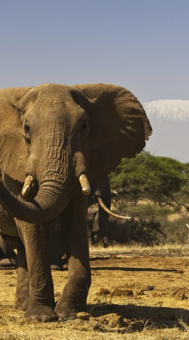 elephant herd, Amboseli and the Chyulu Hills, Kenya