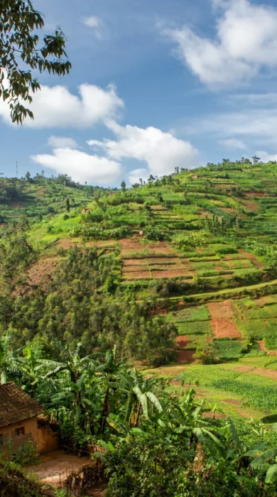 volcanoes national park, rwanda safari holidays