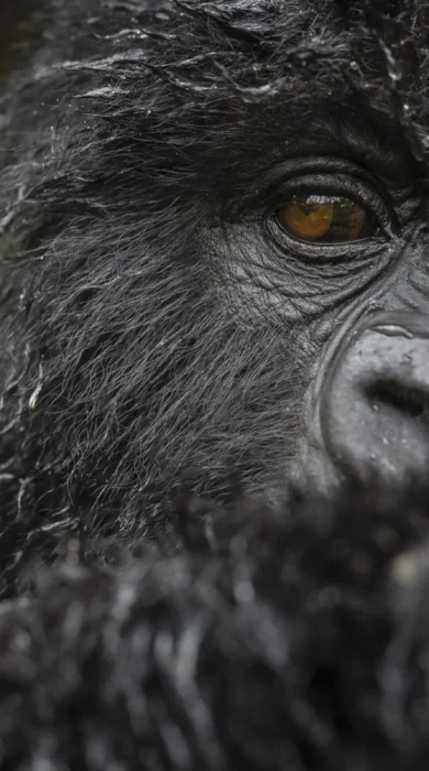 gorilla kwitonda rwanda yellow zebra safaris