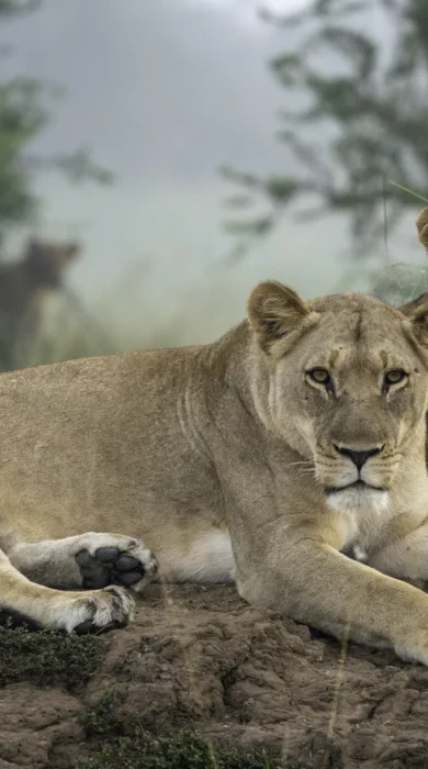 lioness and cub, wilderness magashi camp, rwanda, yellow zebra safaris