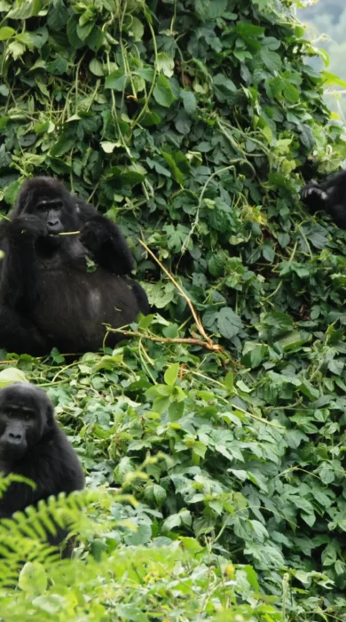 mountain gorillas uganda rwanda yellow zebra safaris