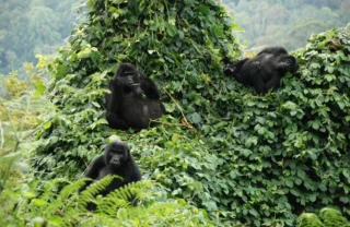 3. March in Uganda mountain gorillas