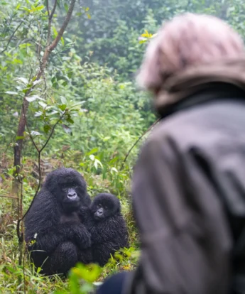 Mother and baby gorilla, Sabyinyo Lodge, Rwanda