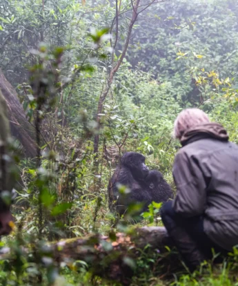 Gorillla Trekking, Sabyinyo, Volcanoes National Park, Rwanda
