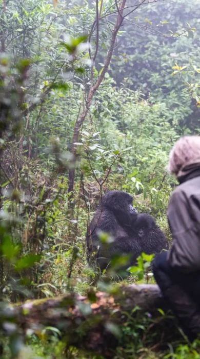 Gorillla Trekking, Sabyinyo, Volcanoes National Park, Rwanda