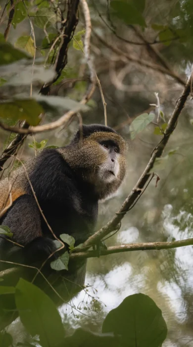 Golden Monkey, Sabyinyo, Volcanoes National Park, Rwanda