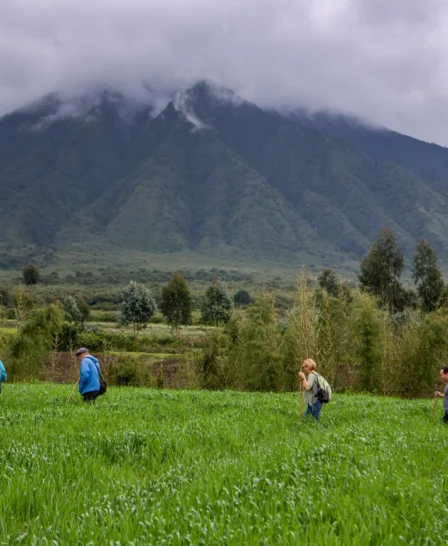 volcanoes national park rwanda yellow zebra safaris