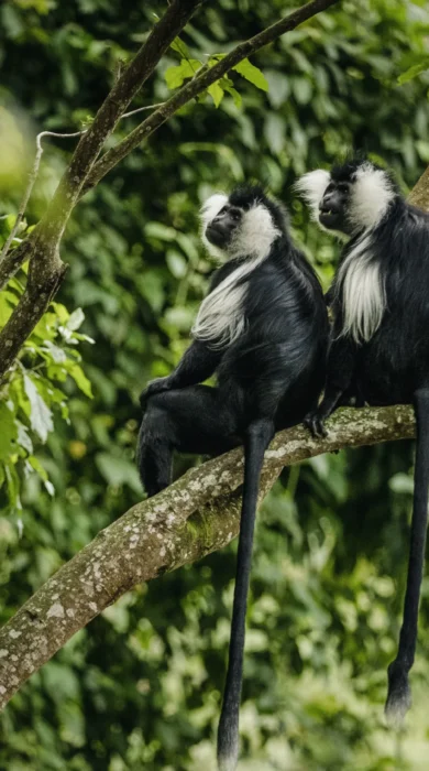 Colobus Monkey Trek