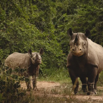 Rhino, Magashi, Akagera National Park, Rwanda