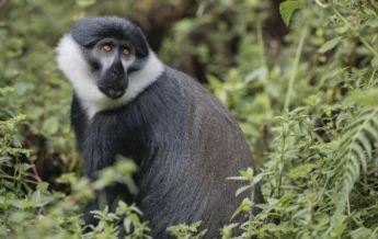 singita kataza house rwanda monkey yellow zebra safaris