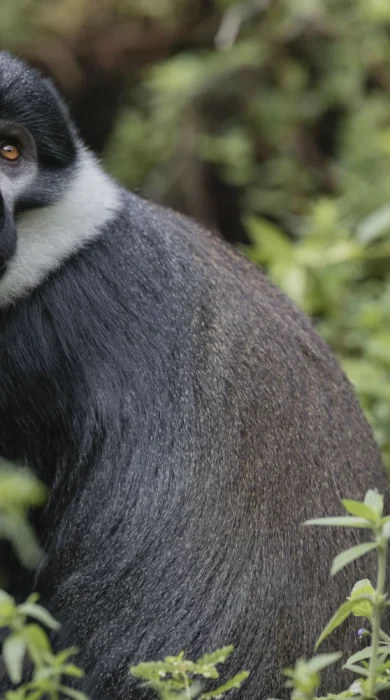 singita kataza house rwanda monkey yellow zebra safaris
