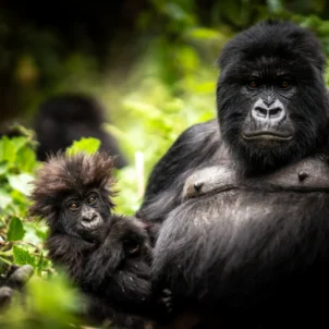 Gorilla, Bisate Reserve, Volcanoes National Park, Rwanda