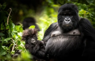 Gorilla, Bisate Reserve, Volcanoes National Park, Rwanda