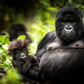 Gorilla, Bisate Reserve, Volcanoes National Park, Rwanda