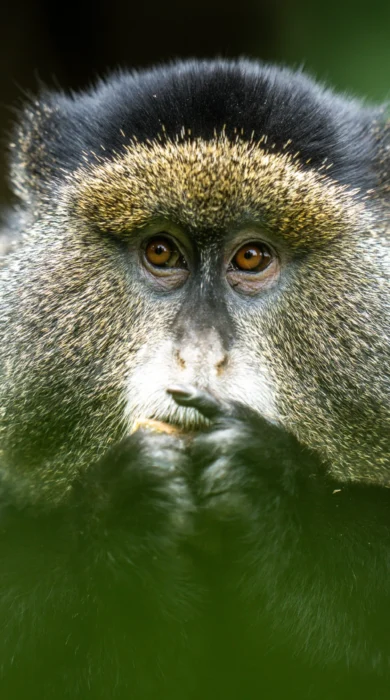 Wildlife, Bisate Reserve, Volcanoes National Park, Rwanda