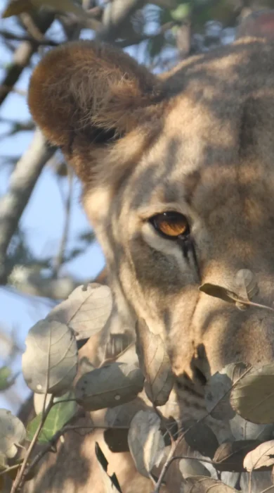 lioness, akagera national park, rwanda safaris
