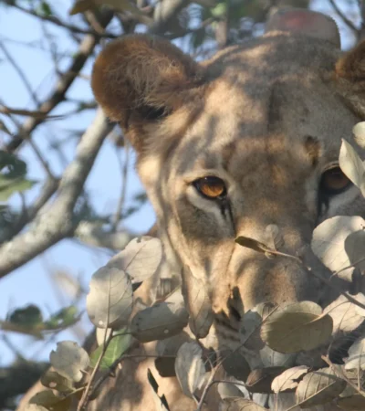 lioness, akagera national park, rwanda safaris