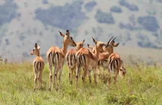 A group of impala graze in the grass, Akagera National Park, Rwanda - Yellow Zebra Safari