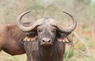 buffalo, akagera national park, rwanda safari vacations
