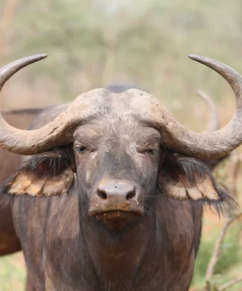 buffalo, akagera national park, rwanda safari vacations