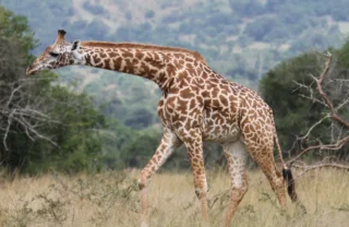 giraffe, akagera national park, rwanda safari vacations