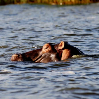 hippo, akagera national park, rwanda safari vacations