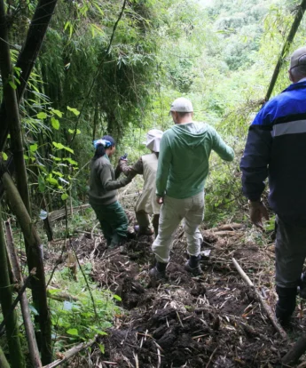 gorilla trekking, volcanoes national park, rwanda safaris
