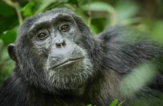 gorilla safaris, queen elizabeth national park, uganda