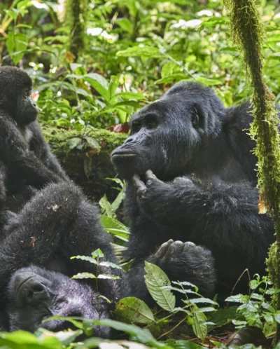 gorilla, nkuringo bwindi gorilla lodge, bwindi impenetrable national park, uganda
