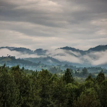 Bwindi landscape