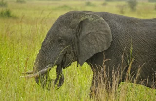 Elephant safaris, queen elizabeth national park, uganda