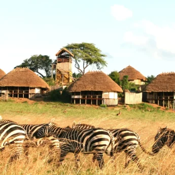 thatched huts, kidepo valley national park, uganda safaris