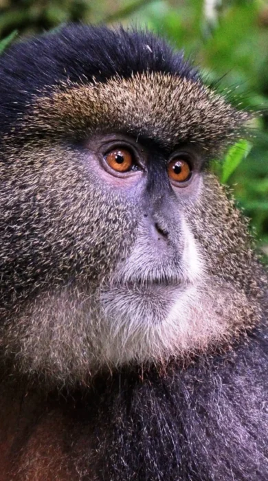 Golden monkey