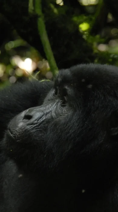 Gorilla safaris, Buhoma Lodge, Bwindi, Uganda