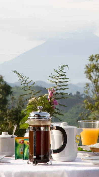 bush breakfast, bwindi impenetrable national park, uganda safaris